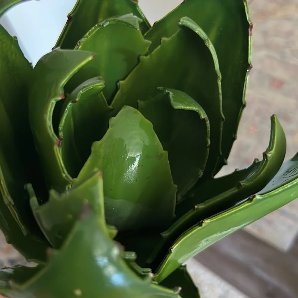 Aloe plant